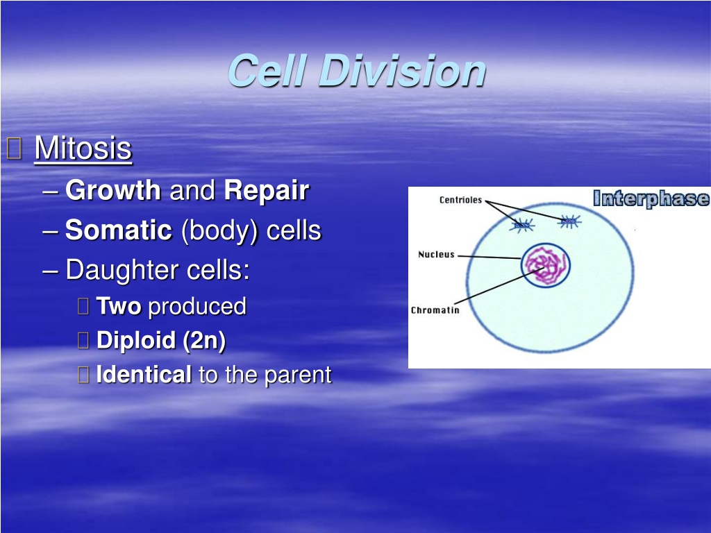 Ppt Cell Division Powerpoint Presentation Free Download Id9354568