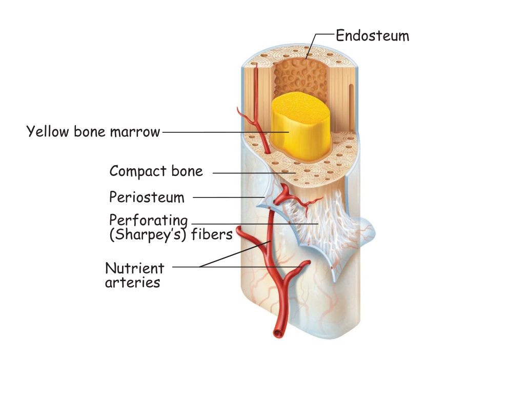 Заполнена красным костным мозгом. Красный костный мозг и желтый костный мозг таблица. Красный костный и желтый костный. Желтый костный мозг функции. Строение состава взрослого человека с желтым костным мозгом.