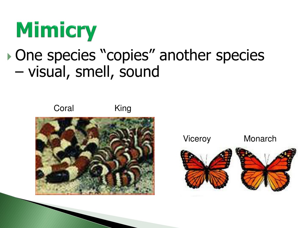 PPT - Natural Selection Adaptations And Classification PowerPoint ...