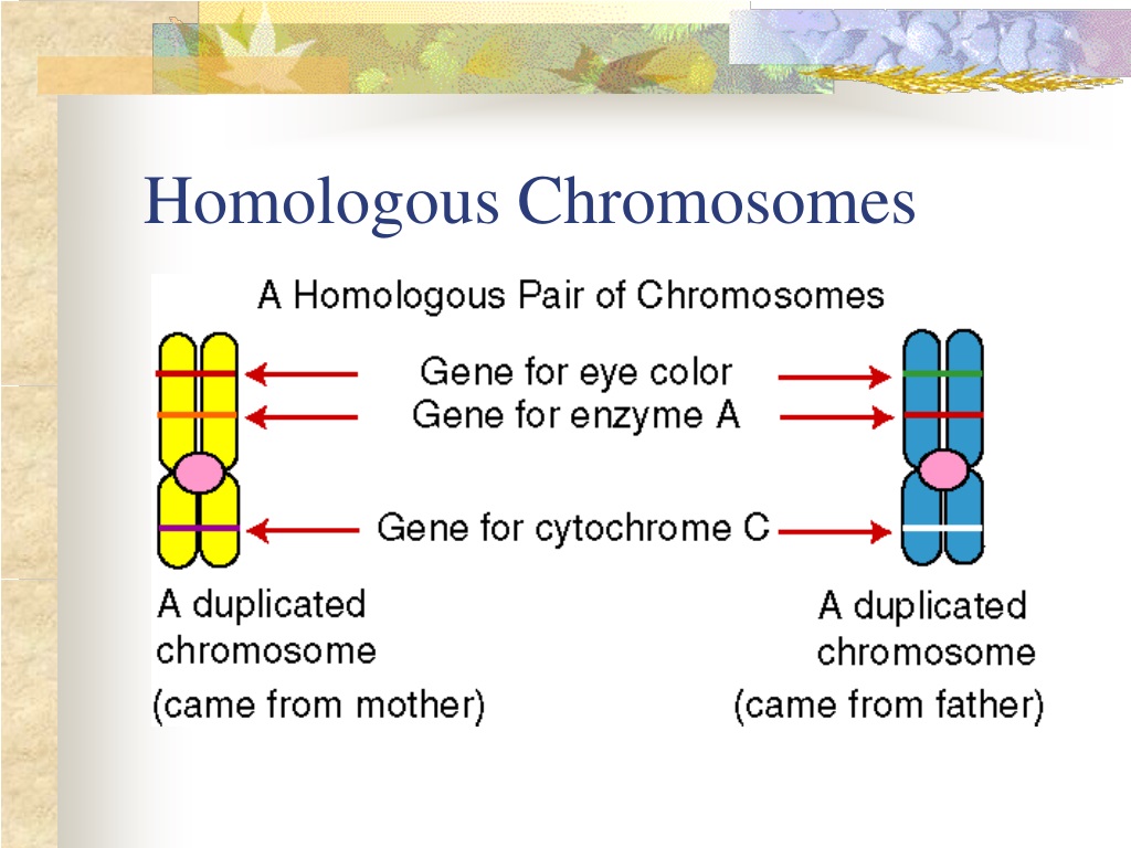 Ppt Dna Genes And Chromosomes Powerpoint Presentation Free