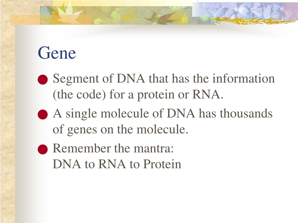 Ppt Dna Genes And Chromosomes Powerpoint Presentation Free
