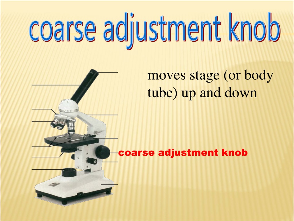 PPT Introduction to the Microscope PowerPoint Presentation, free