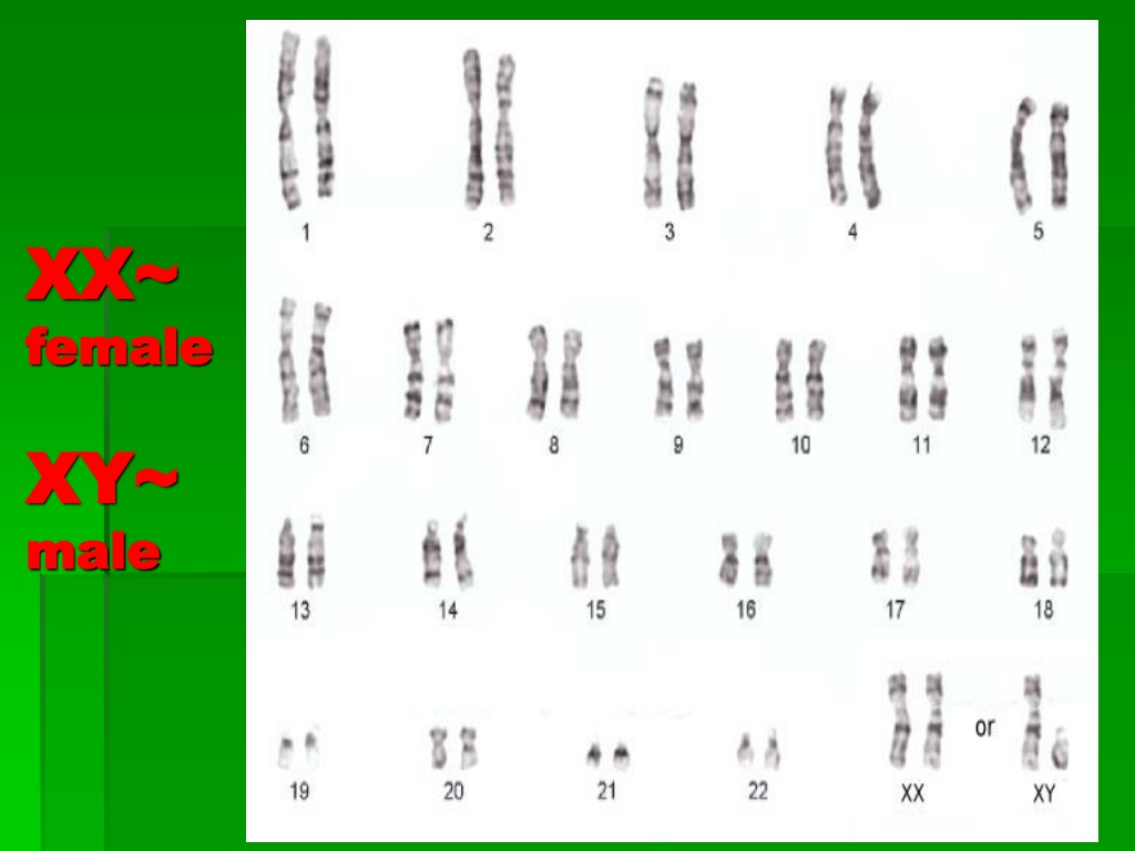 Ppt Karyotypes And Chromosome Mutations Powerpoint Presentation Id9358649 9859