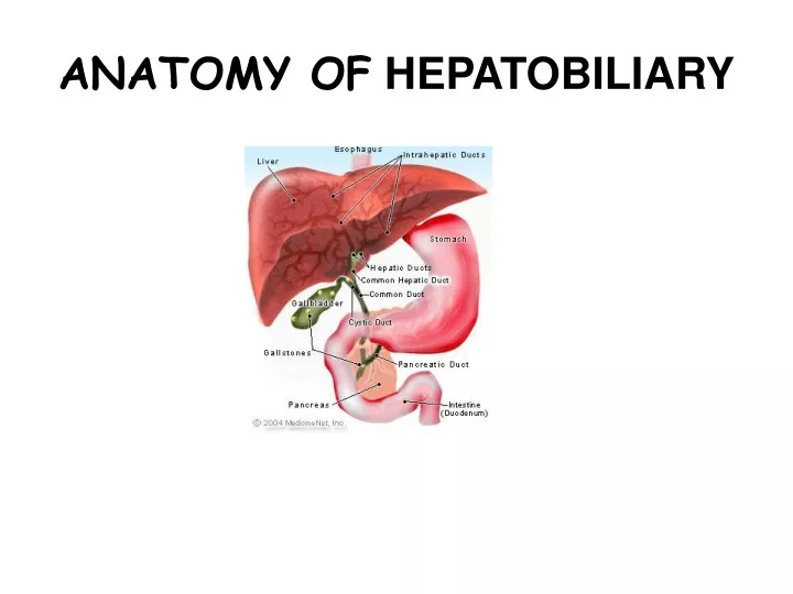 Ppt Anatomy Of Hepatobiliary Powerpoint Presentation Free Download