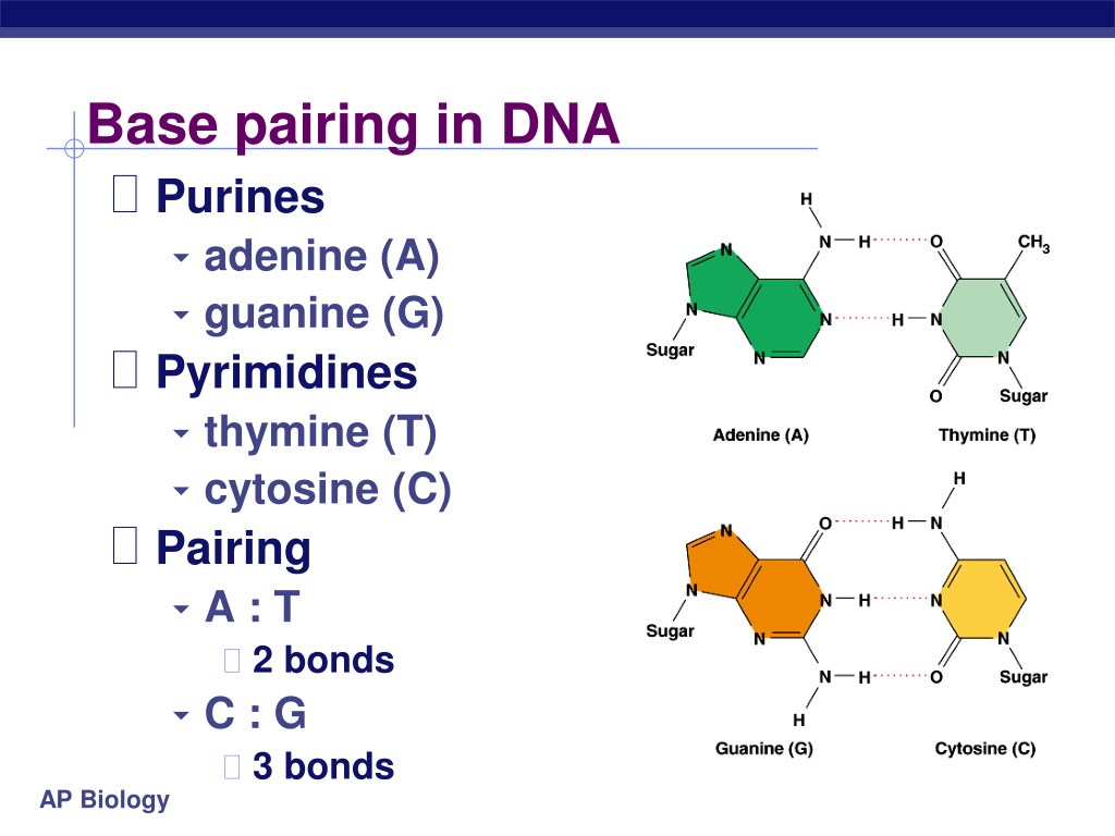 Pair c. Pair Base. DNA Base. A C G T Bases DNA. G-C DNA Bond.