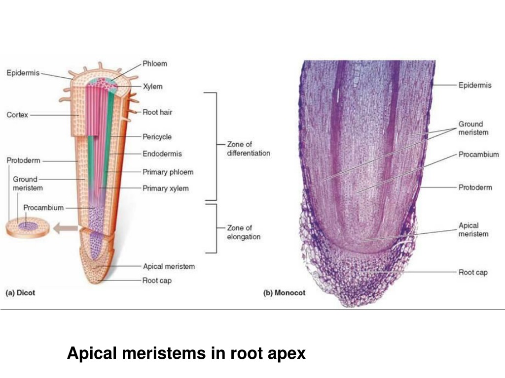 apical meristems in root apex.