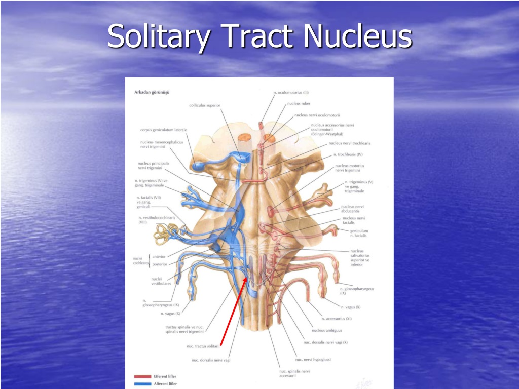 nucleus solitary medulla tract bulbus oblongata tractus