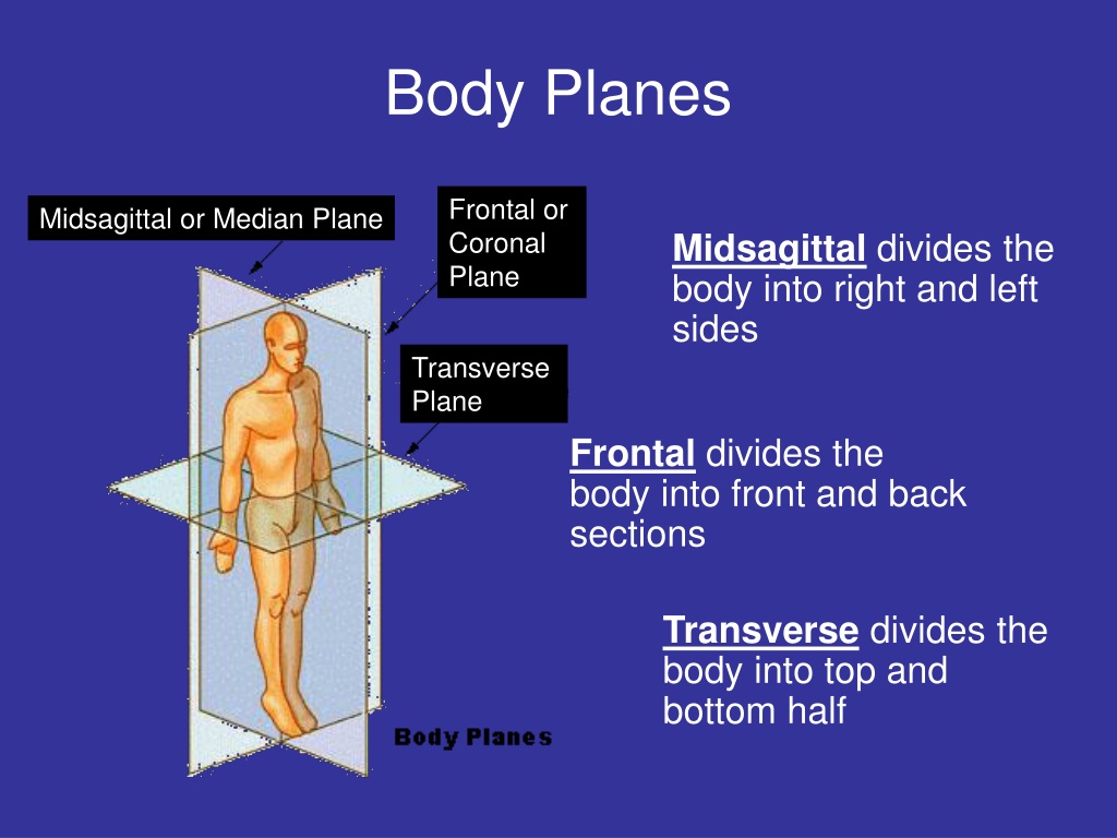 PPT Unit 6 2 Body Planes Directions And Cavities PowerPoint 