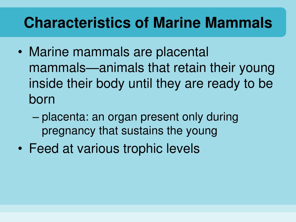 ppt-who-what-when-where-why-and-how-of-marine-mammals-powerpoint