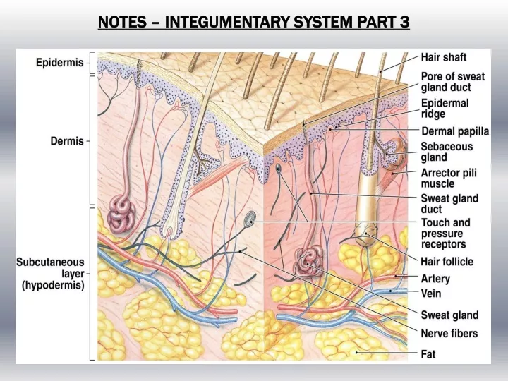 notes integumentary system part 3 n.