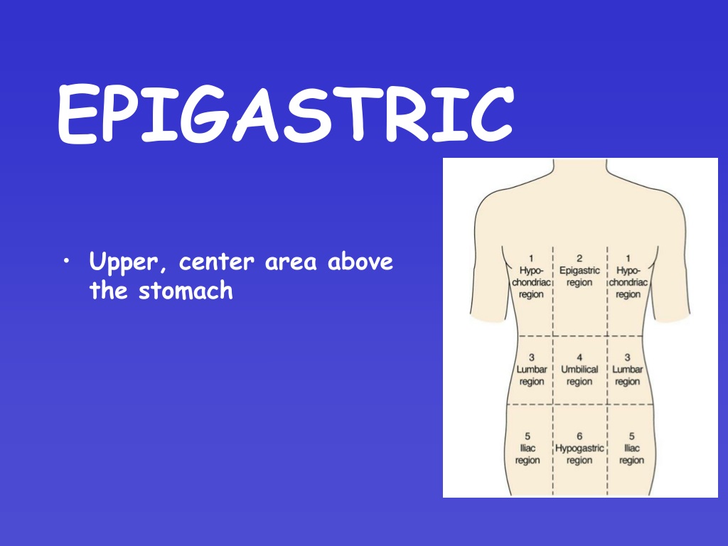 What Organs Are In The Epigastric Region