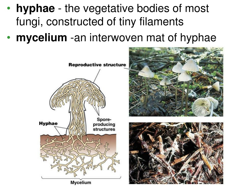 hyphae and mycelium