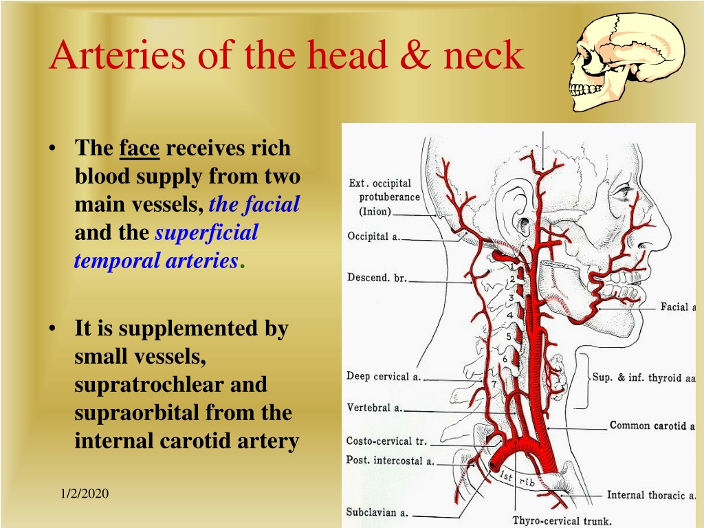 Ppt Arteries Of The Head And Neck Powerpoint Presentation Free