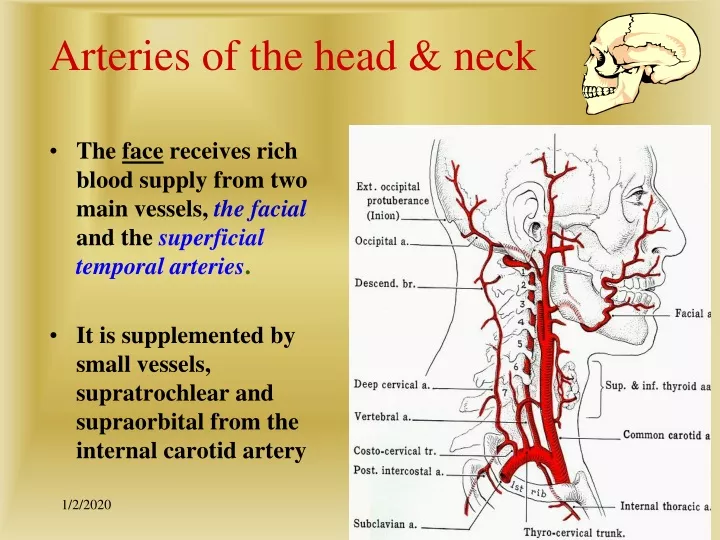 Ppt Arteries Of The Head And Neck Powerpoint Presentation Free Download Id9373070 9337