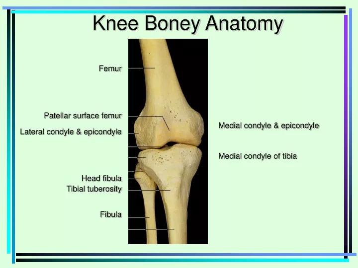 knee boney anatomy n.