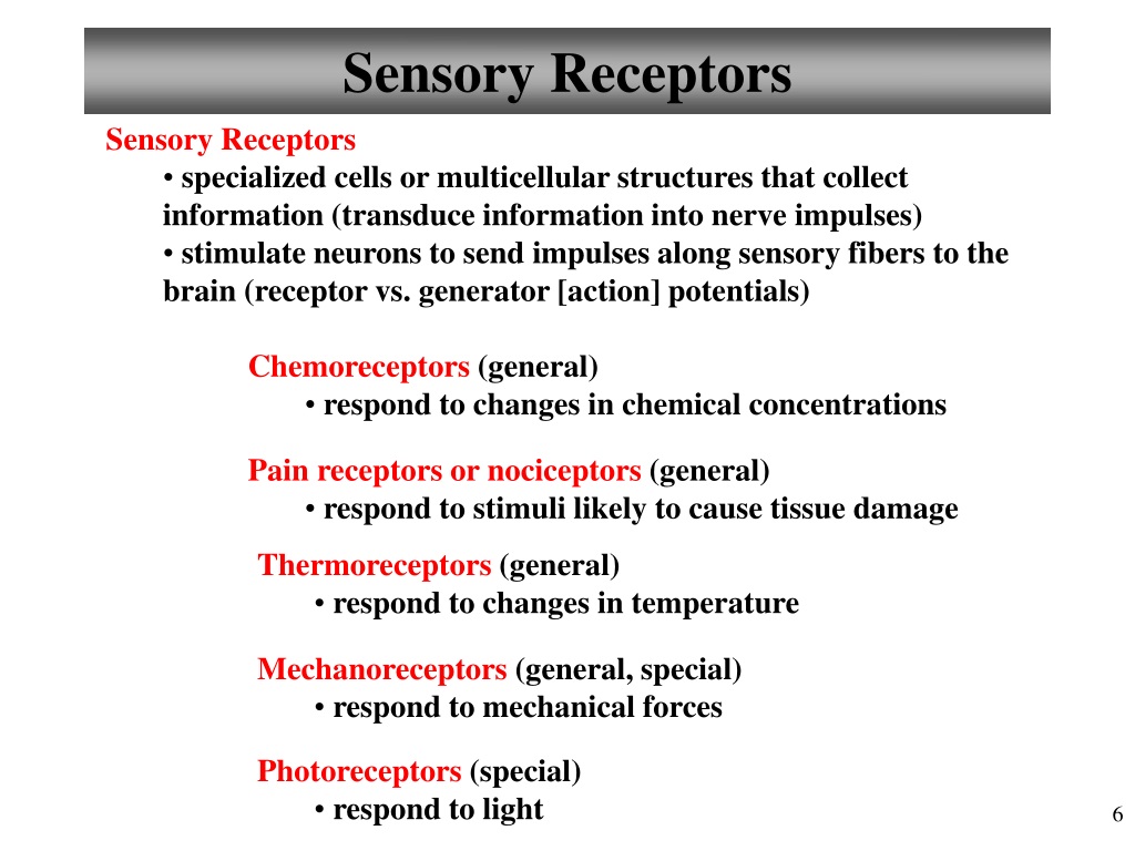 ppt-chapter-13-general-sensory-receptors-chapter-15-special