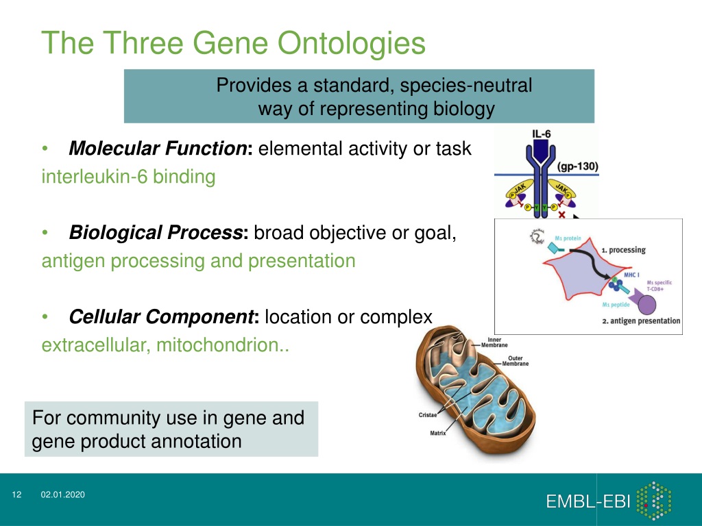 PPT Gene Ontology Annotation of immune system genes PowerPoint