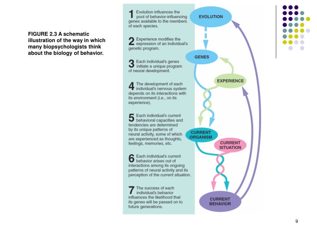 Ppt Thinking About The Biology Of Behavior Powerpoint Presentation Free Download Id9376379 5602