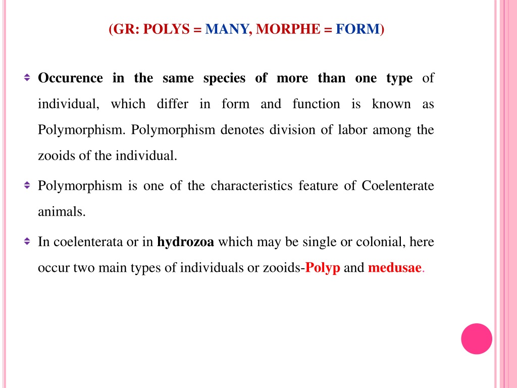 PPT - POLYMORPHISM IN COELENTERATA PowerPoint Presentation, free download -  ID:9377100