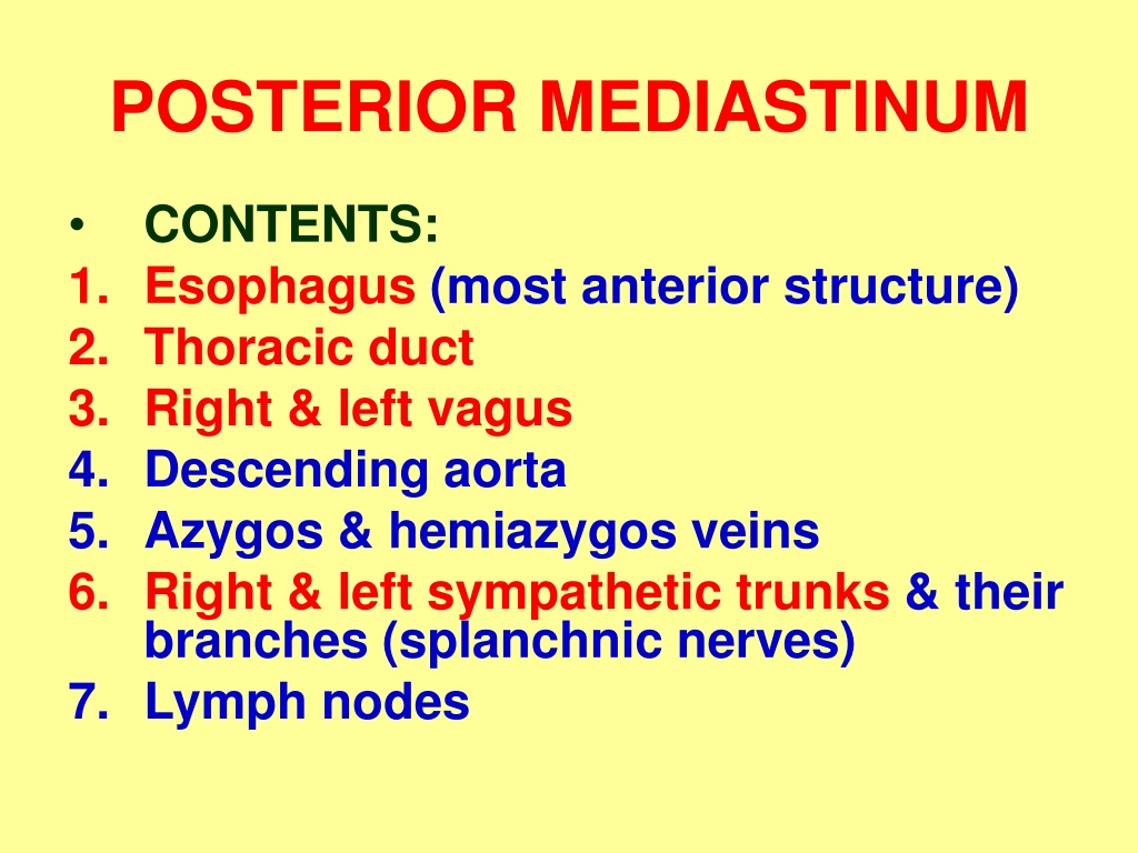 PPT - MEDIASTINUM PowerPoint Presentation, free download - ID:9380897