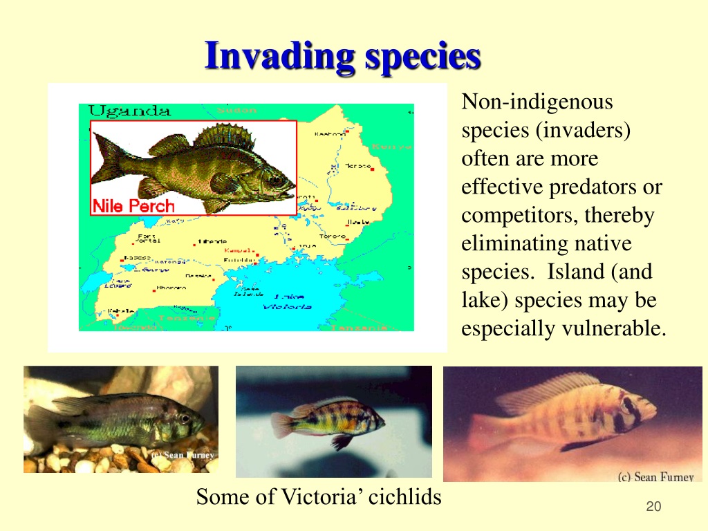 PPT - Threats To Global Biodiversity PowerPoint Presentation, Free ...