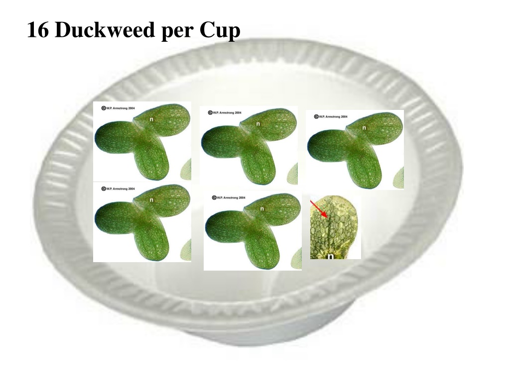 duckweed population growth experiment