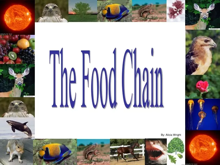 presentation of food chain