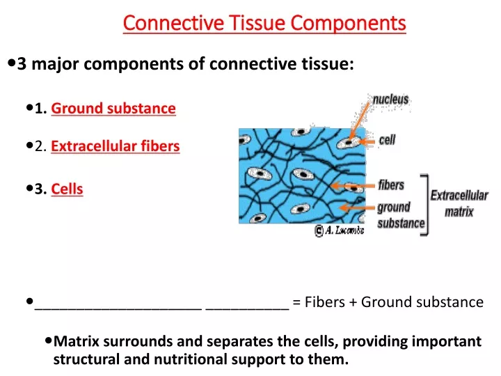 PPT - Connective Tissue Components PowerPoint Presentation, free ...