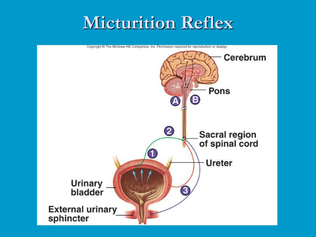 Рефлекторный мочевой пузырь. Micturition Reflex. Reflex Urinary. Urinary System. Reflex Plus Urinary.