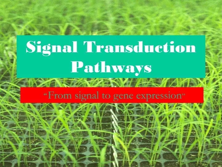 PPT - Signal Transduction Pathways PowerPoint Presentation, Free ...