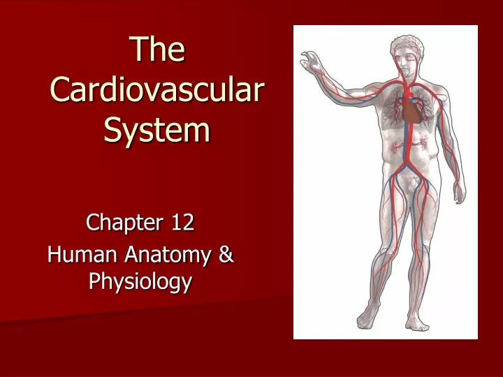 PPT - The Cardiovascular System PowerPoint Presentation, Free Download ...