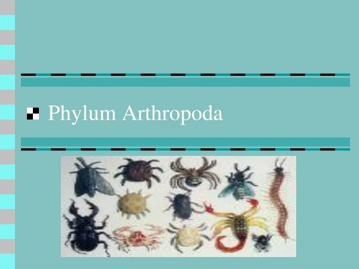 PPT - Phylum Arthropoda PowerPoint Presentation, free download - ID:9388957