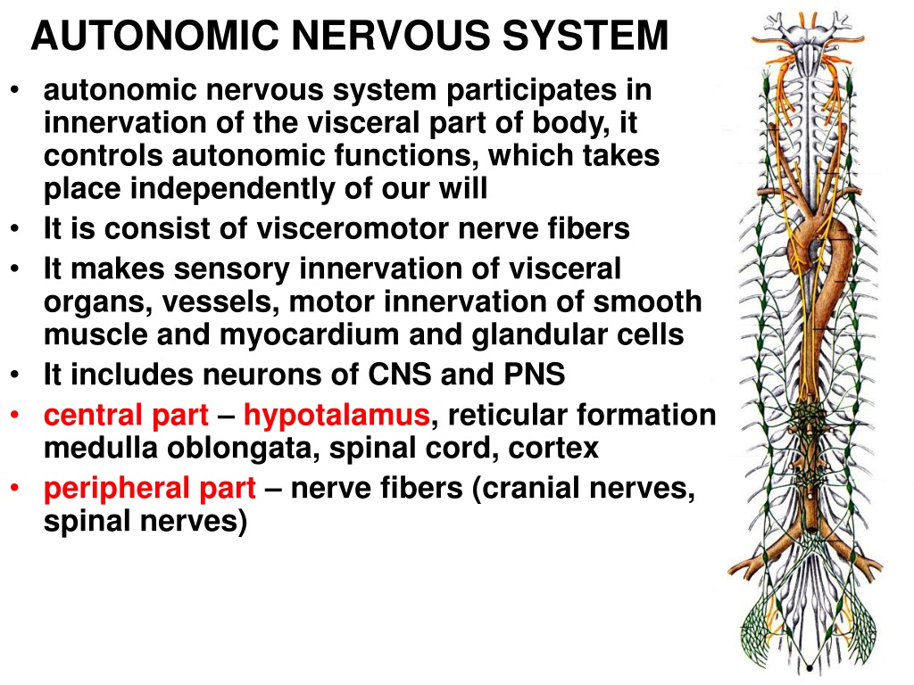 Интересные факты о нервной системе. Вегетативная нервная система картинки. Рабочий лист нервная система. Вегетативная нервная система конспект
