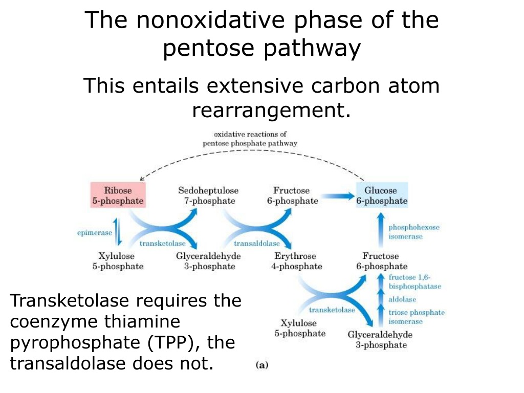 Ppt Lecture 7 Pentose Phosphate Pathway Powerpoint Presentation Free Download Id9390117 6296