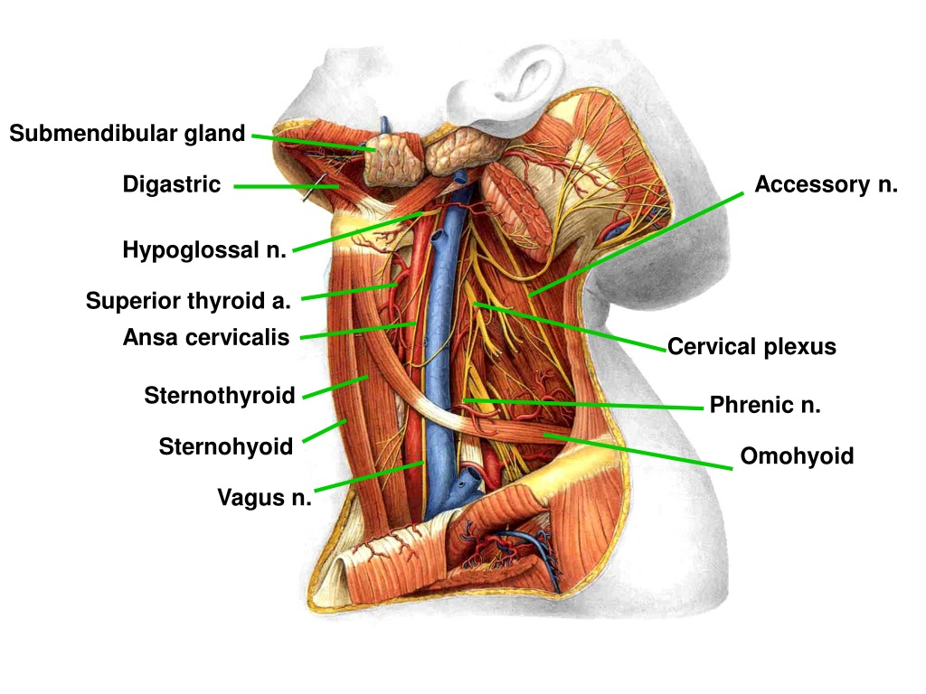 Глубокая шейная петля. Ansae cervicalis.