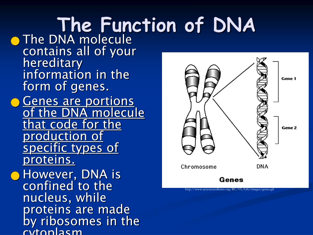 Why is rna necessary to act as a messenger
