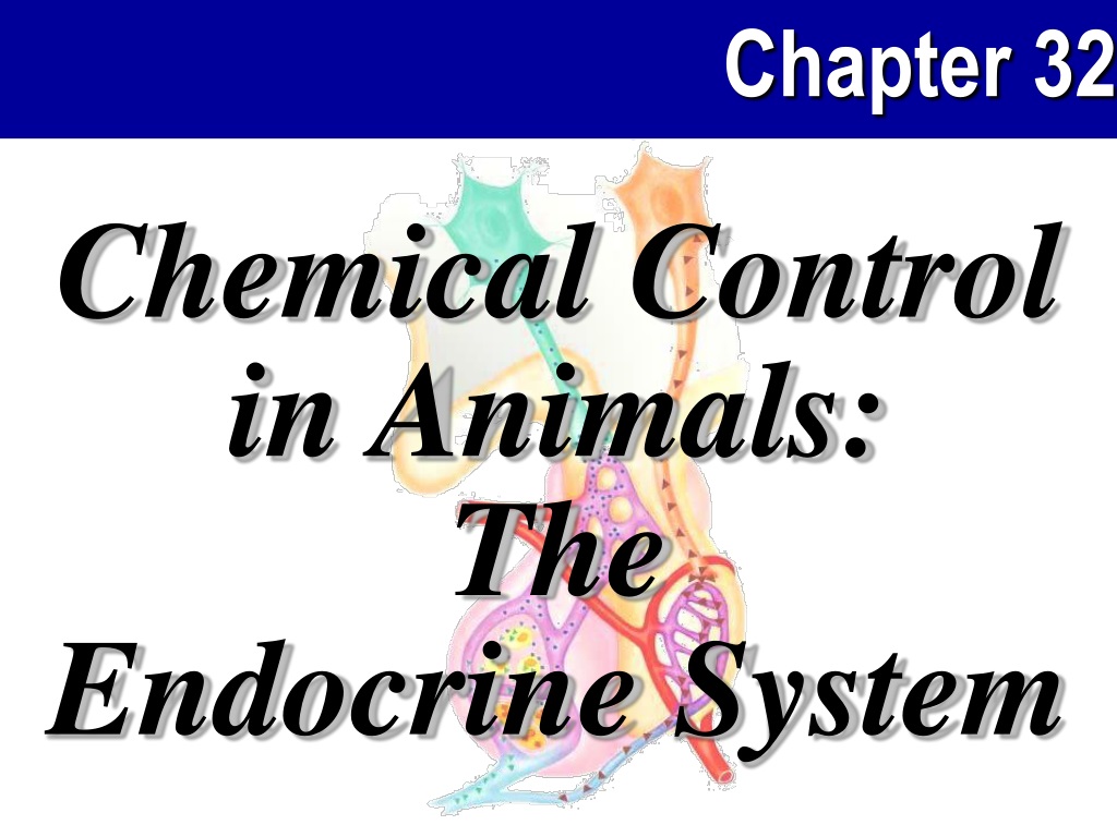 PPT - Chemical Control in Animals: The Endocrine System PowerPoint  Presentation - ID:9399517