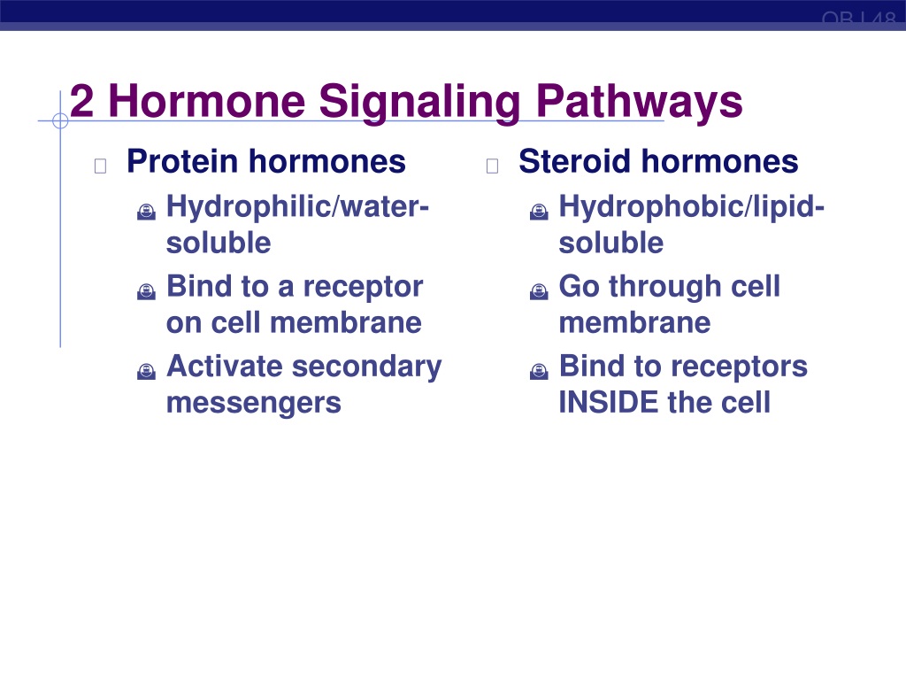 PPT - Endocrine System Hormones & Homeostasis PowerPoint Presentation