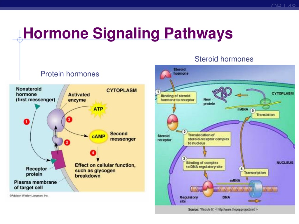 PPT - Endocrine System Hormones & Homeostasis PowerPoint Presentation