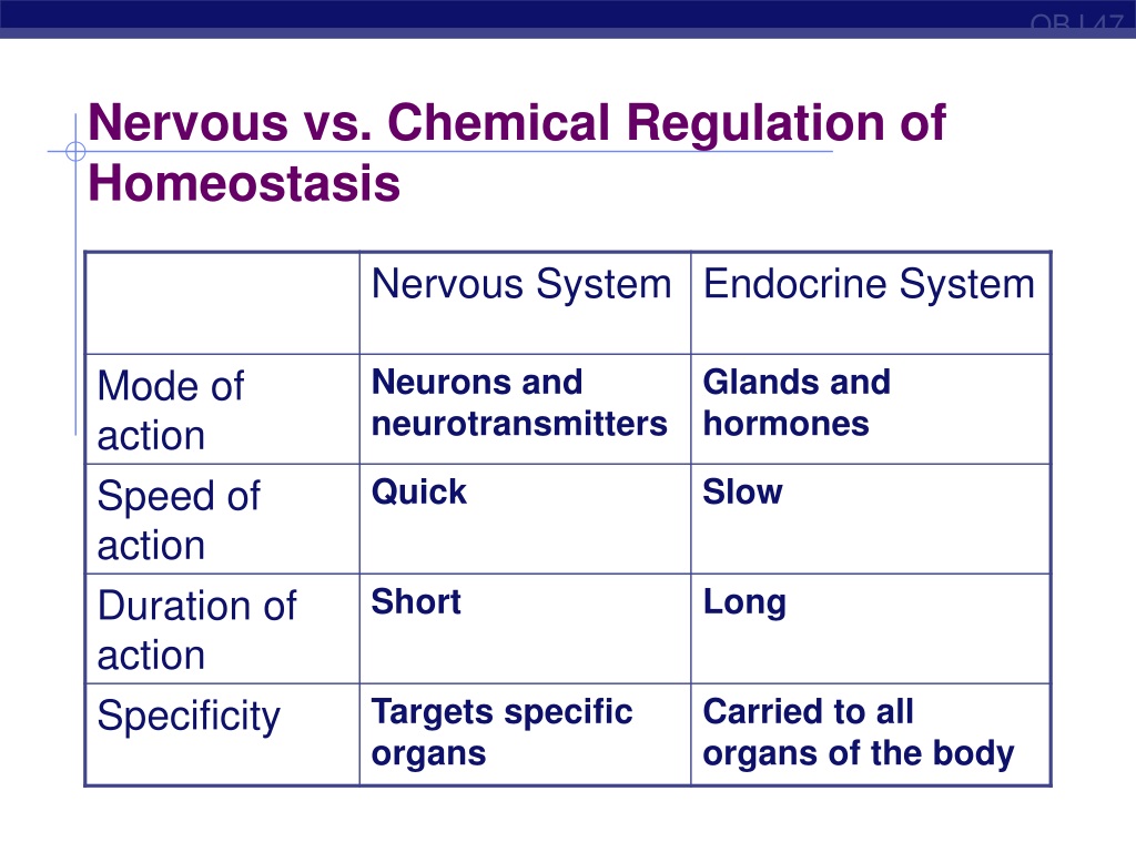 Ppt Endocrine System Hormones And Homeostasis Powerpoint Presentation