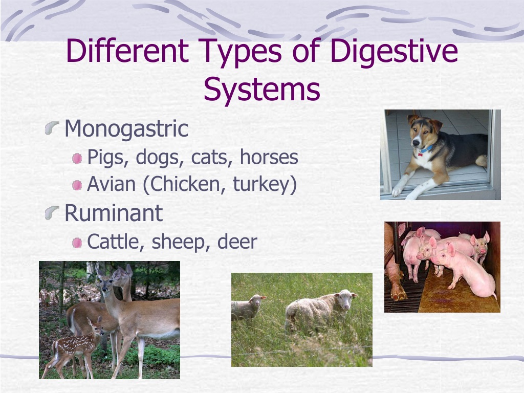 PPT - Animal Digestive Systems PowerPoint Presentation, free download