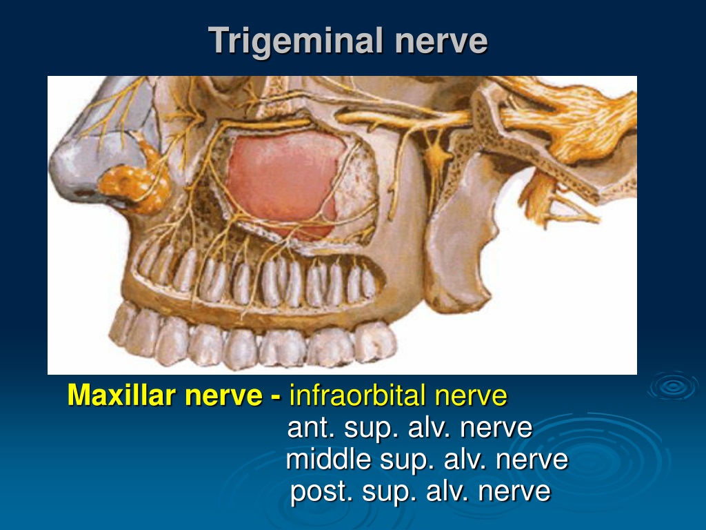 PPT - MAXILLA Upper jaw PowerPoint Presentation, free download - ID:9410784