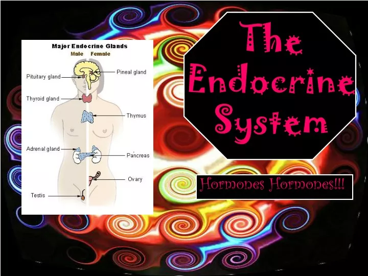 Ppt The Endocrine System Powerpoint Presentation Free Download Id 