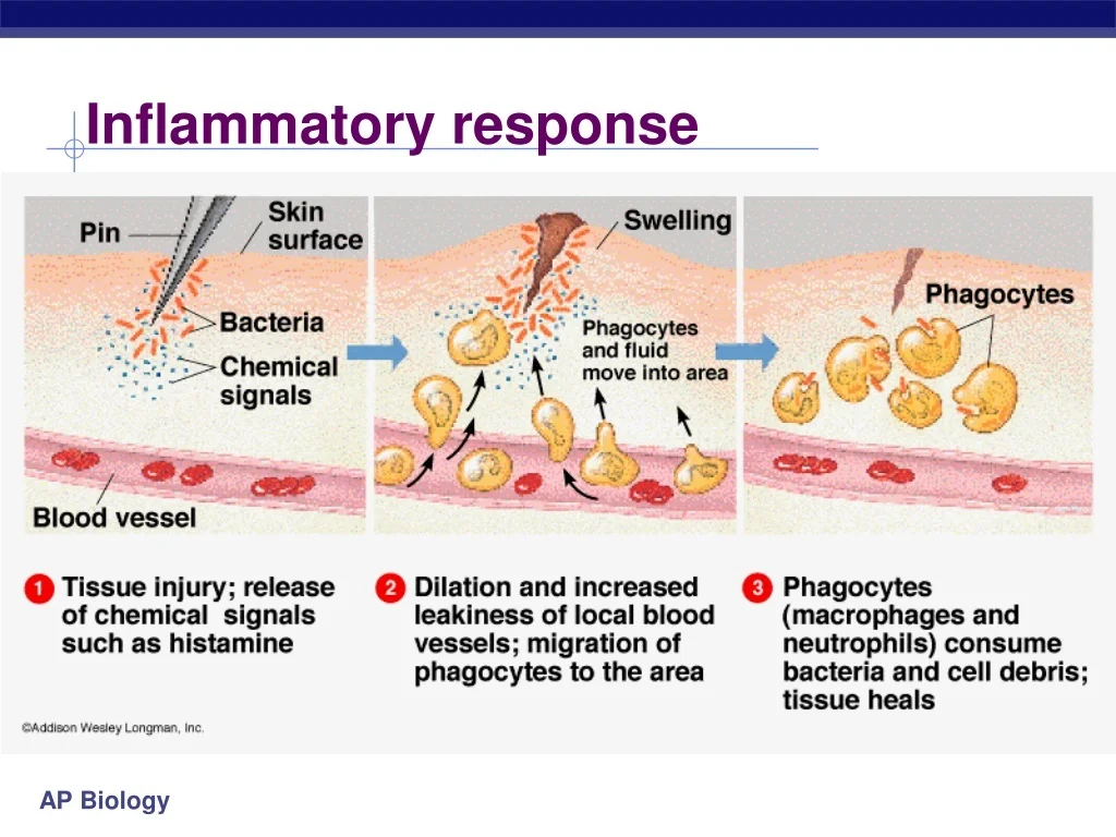 PPT Immune System PowerPoint Presentation Free Download ID 9412144 PPT Immune System PowerPoint Presentation Free Download ID 9412144