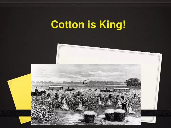 cotton is king n.