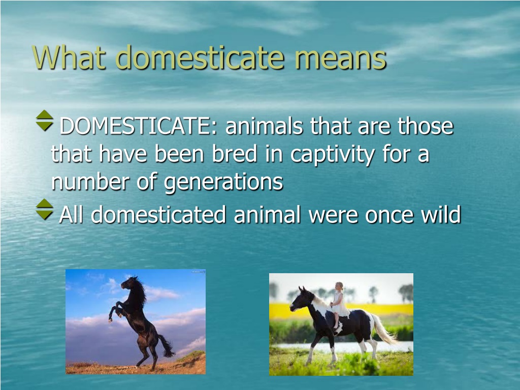 PPT - Is it possible to domesticate a wild animal? PowerPoint