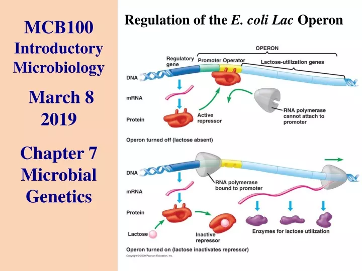 PPT - MCB100 Introductory Microbiology March 8 2019 Chapter 7 Microbial ...