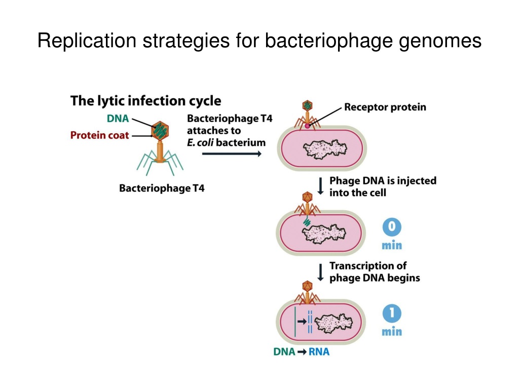 PPT - Chapter 9. Virus Genomes and Mobile Genetic Elements PowerPoint ...