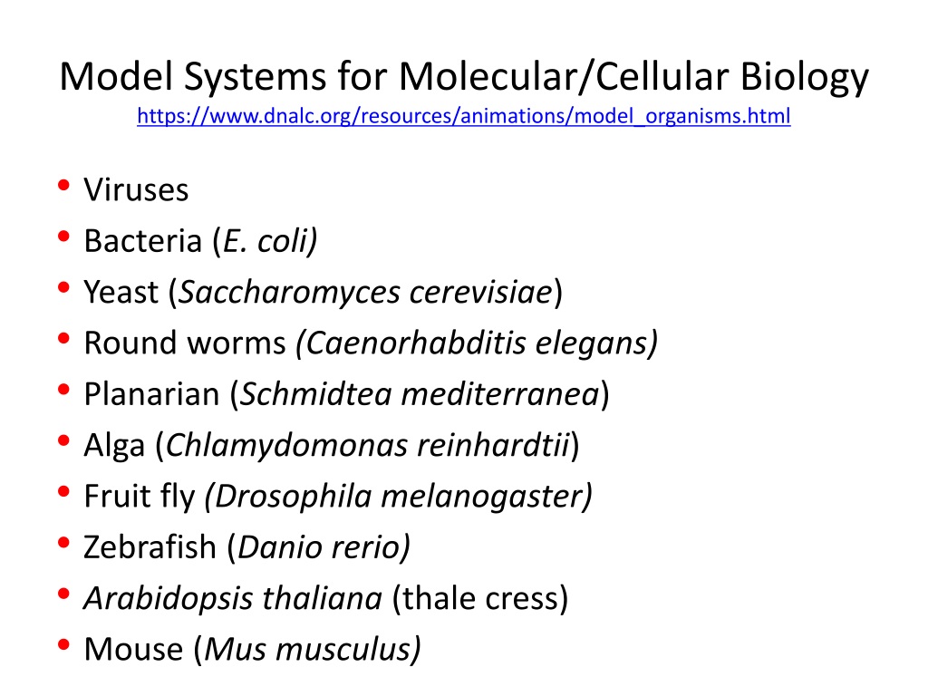 PPT - MCB 7200: Molecular Biology PowerPoint Presentation, free download -  ID:9414827