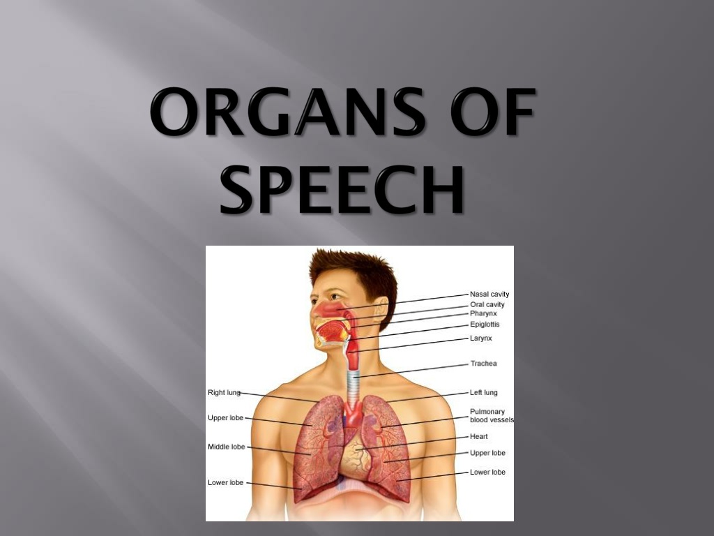 write an essay on the speech organs
